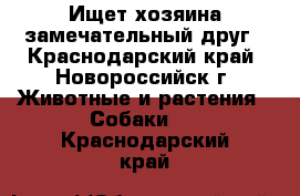 Ищет хозяина замечательный друг - Краснодарский край, Новороссийск г. Животные и растения » Собаки   . Краснодарский край